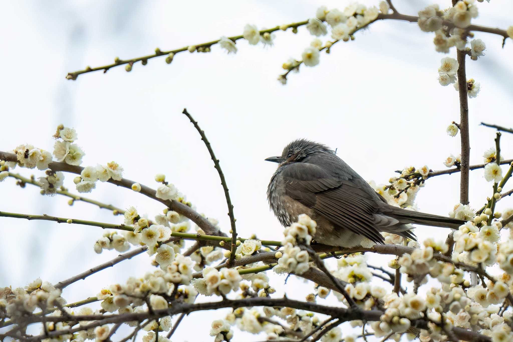 Photo of Brown-eared Bulbul at 三崎水辺公園(愛知県 豊明市) by porco nero