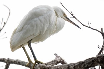 Little Egret 三崎水辺公園(愛知県 豊明市) Sat, 2/17/2024