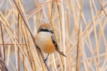 Bull-headed Shrike Tokyo Port Wild Bird Park Sat, 2/17/2024