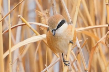 Bull-headed Shrike しながわ区民公園(品川区民公園) Sat, 2/17/2024