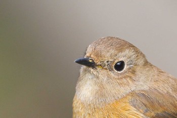 Daurian Redstart しながわ区民公園(品川区民公園) Sat, 2/17/2024