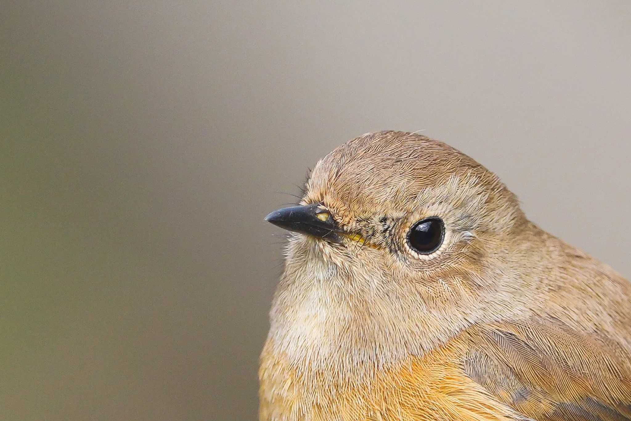 Daurian Redstart