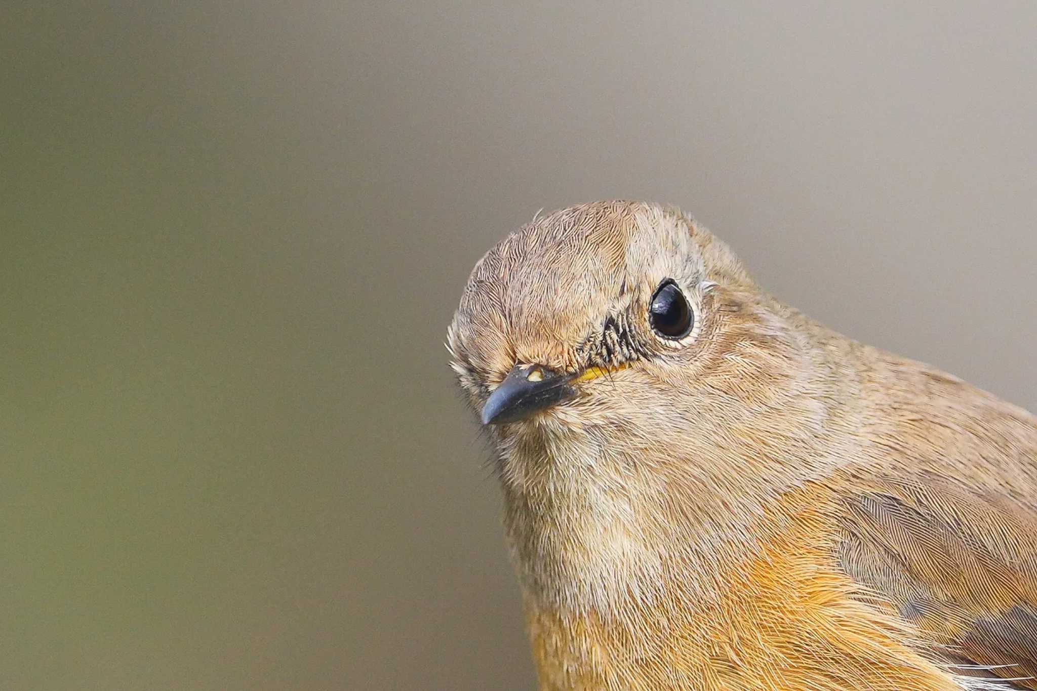 Daurian Redstart