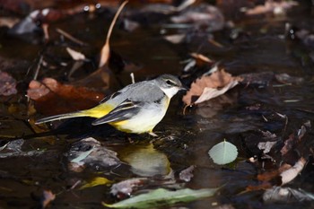 Grey Wagtail Kitamoto Nature Observation Park Fri, 1/26/2024