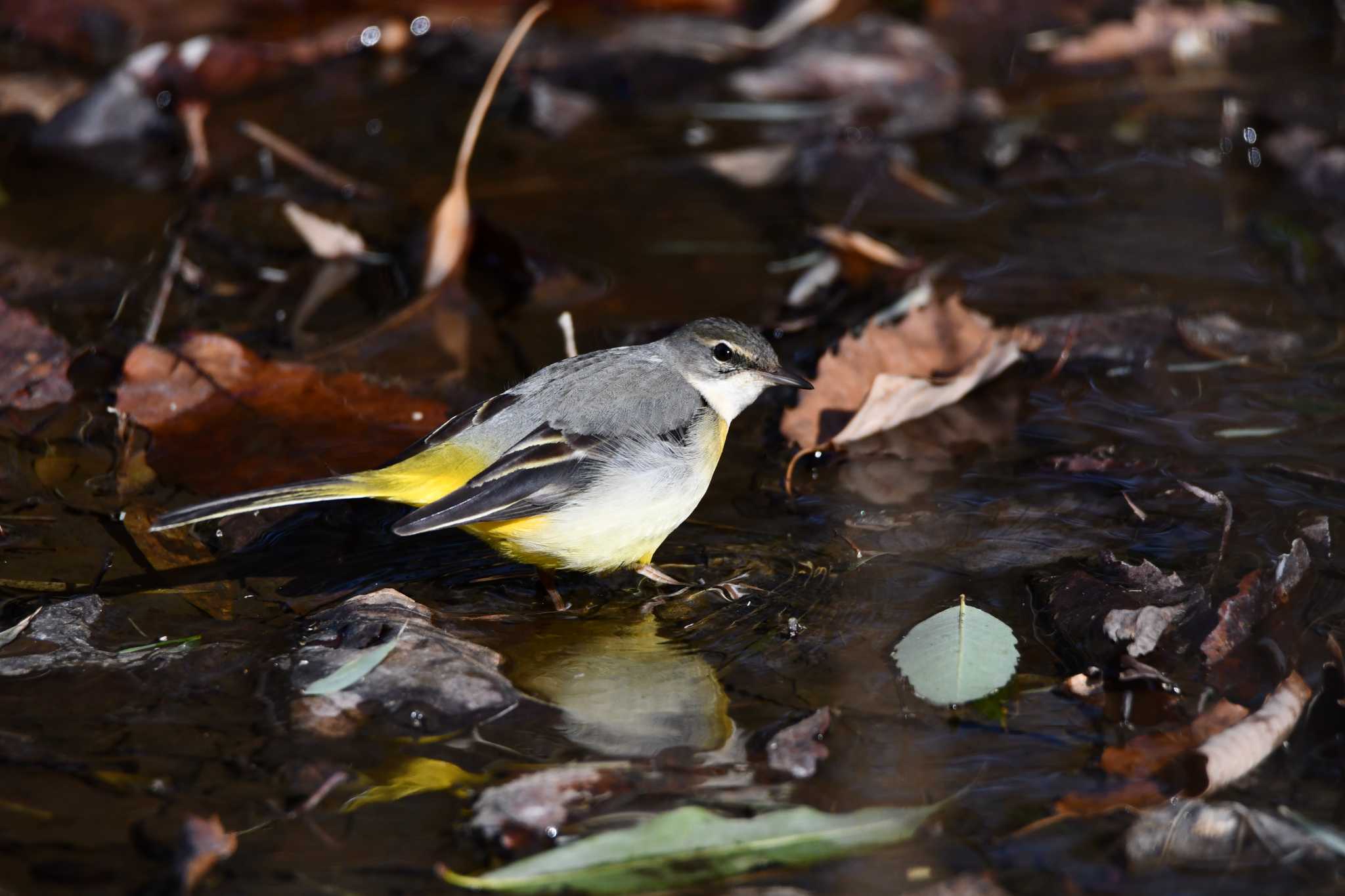 Photo of Grey Wagtail at Kitamoto Nature Observation Park by のぶ