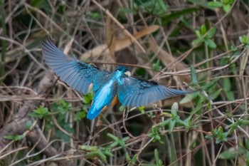 Common Kingfisher 大府みどり公園(愛知県 大府市) Sat, 2/17/2024