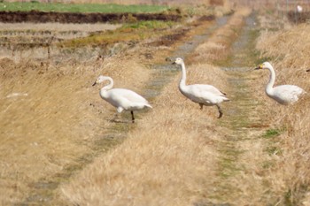 Tundra Swan 夏目の堰 (八丁堰) Sun, 2/11/2024