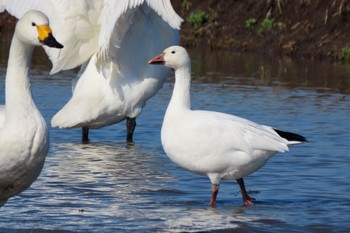 Snow Goose 夏目の堰 (八丁堰) Sun, 2/11/2024