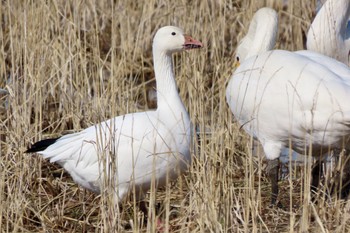 Snow Goose 夏目の堰 (八丁堰) Sun, 2/11/2024