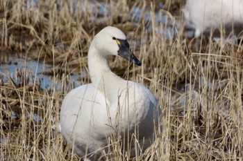 Tundra Swan(columbianus) 夏目の堰 (八丁堰) Sun, 2/11/2024