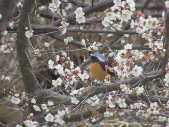 ジョウビタキ 神奈川県横浜市 2024年2月17日(土)