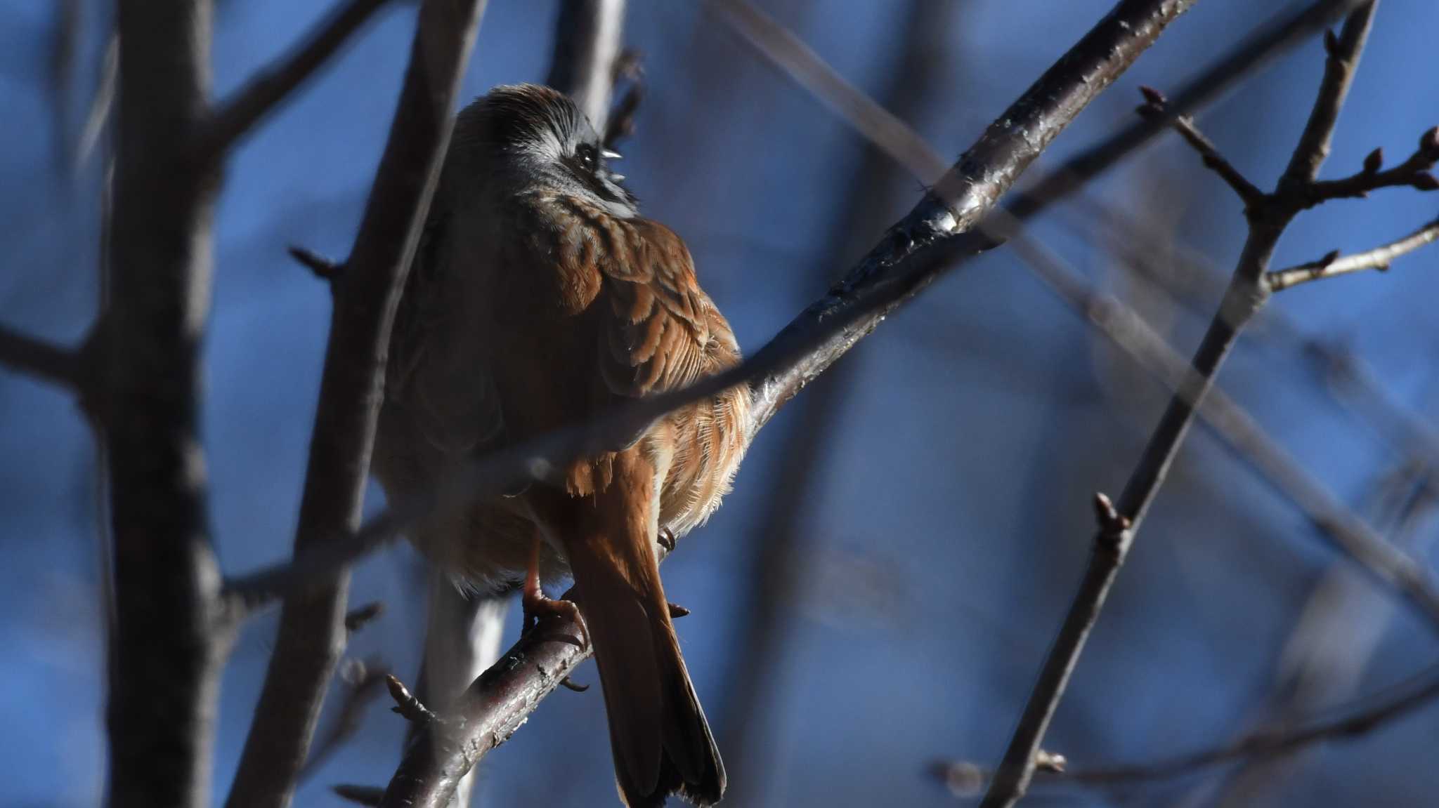 Meadow Bunting