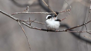 Long-tailed Tit 松本市アルプス公園 Sat, 2/17/2024