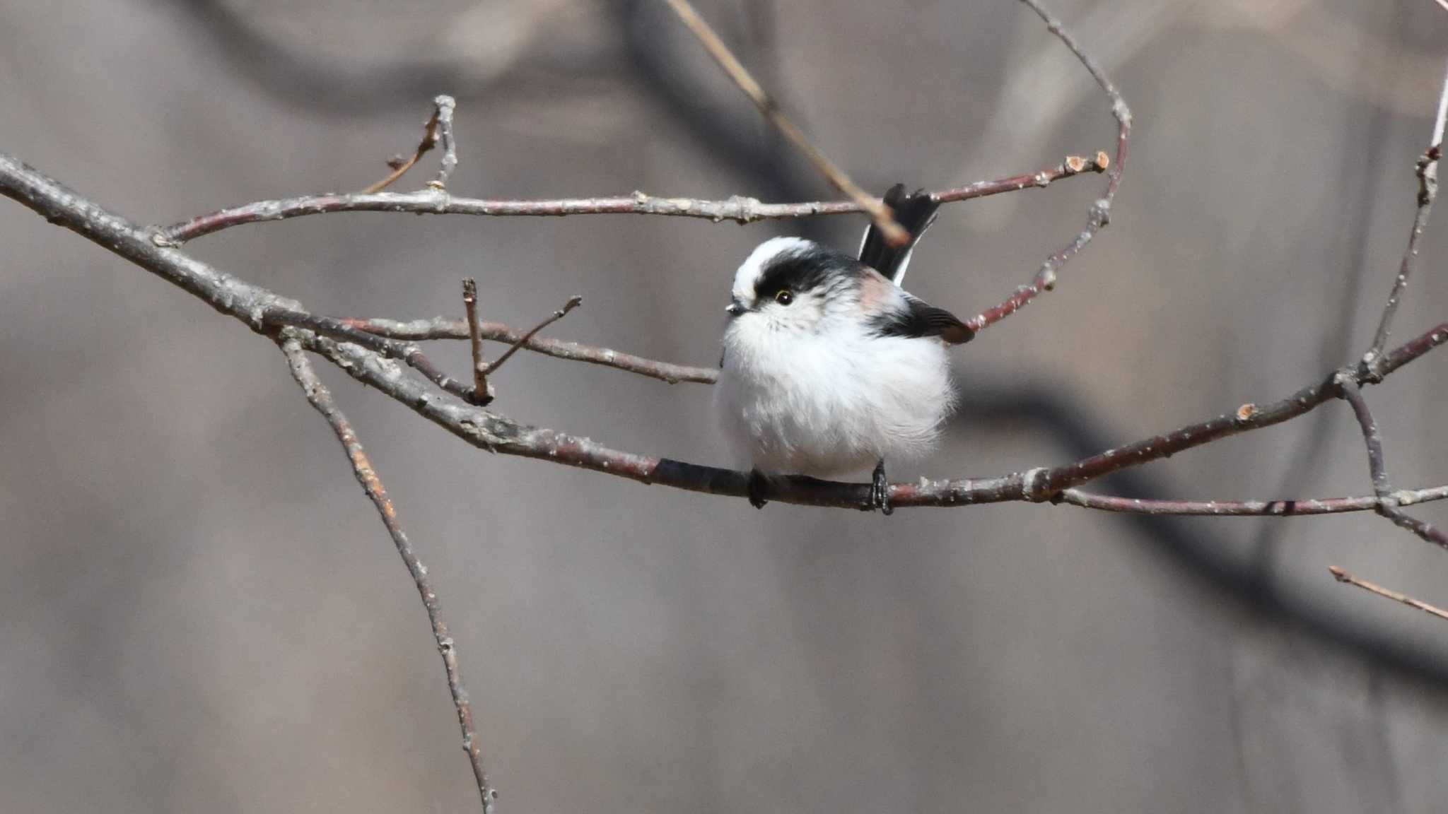 Photo of Long-tailed Tit at 松本市アルプス公園 by ao1000