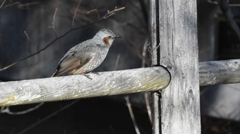 Brown-eared Bulbul 松本市アルプス公園 Sat, 2/17/2024