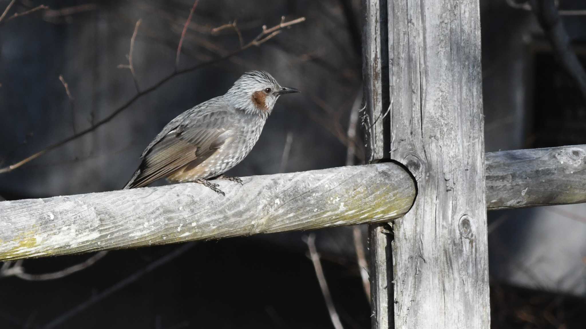 Brown-eared Bulbul