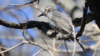 Brown-eared Bulbul 松本市アルプス公園 Sat, 2/17/2024