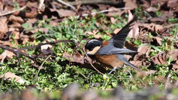 Varied Tit 松本市アルプス公園 Sat, 2/17/2024