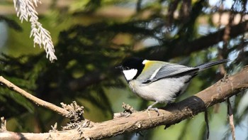 Japanese Tit 松本市アルプス公園 Sat, 2/17/2024