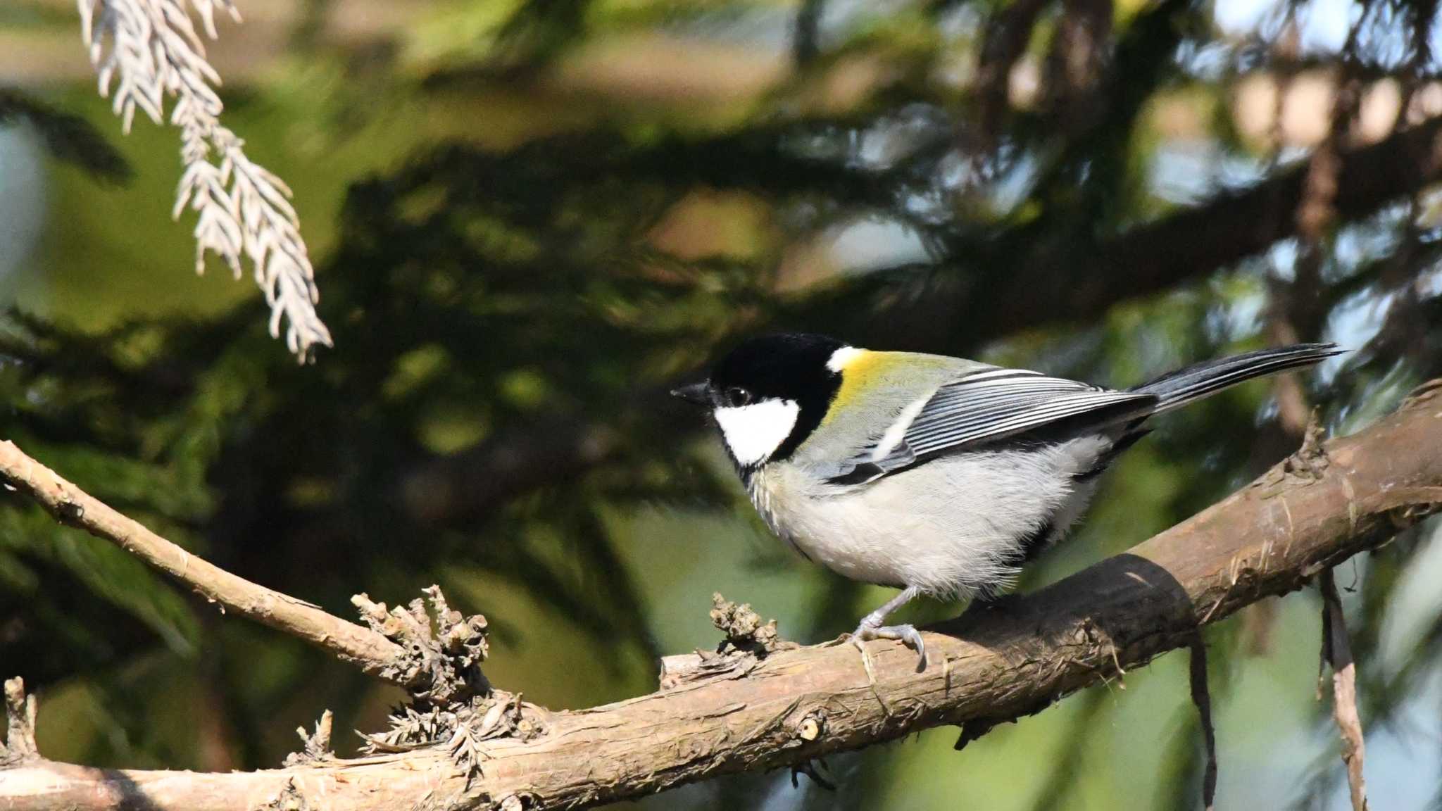 Photo of Japanese Tit at 松本市アルプス公園 by ao1000