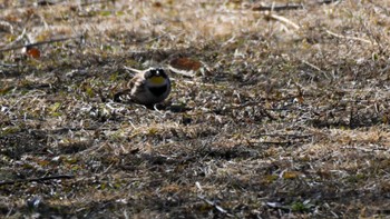 Yellow-throated Bunting 松本市アルプス公園 Sat, 2/17/2024