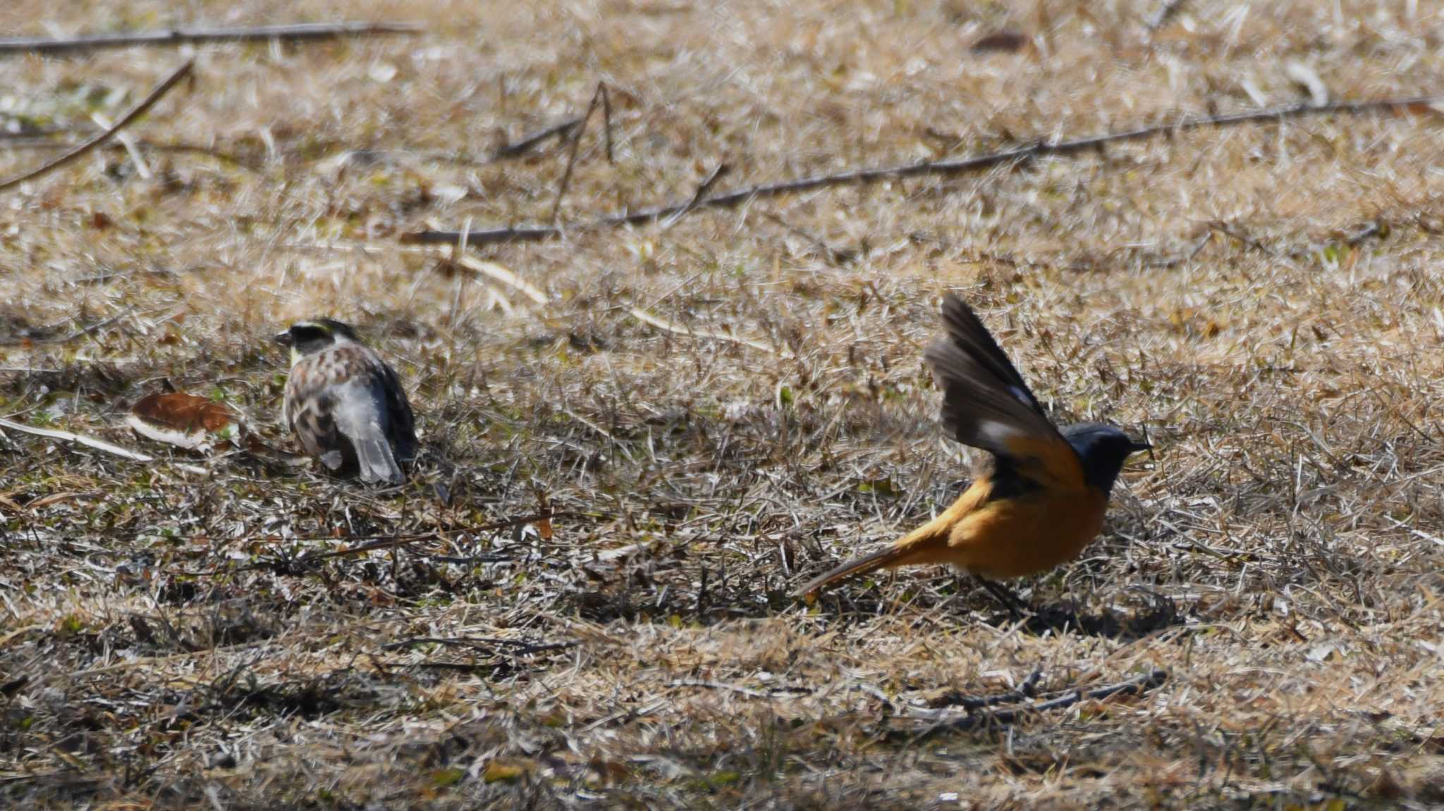 Photo of Yellow-throated Bunting at 松本市アルプス公園 by ao1000