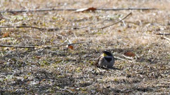 Yellow-throated Bunting 松本市アルプス公園 Sat, 2/17/2024