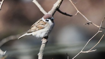 Eurasian Tree Sparrow 松本市アルプス公園 Sat, 2/17/2024