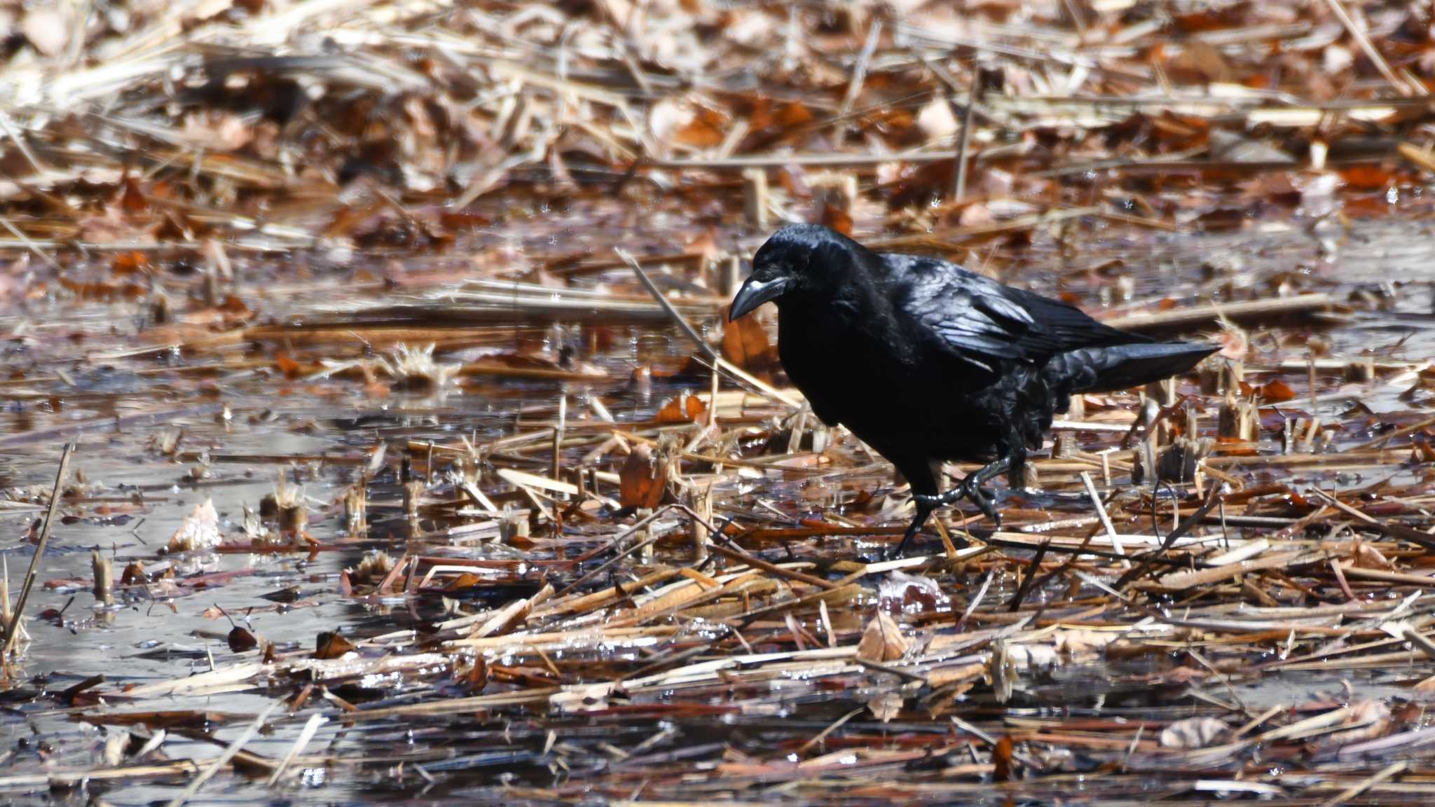 Carrion Crow