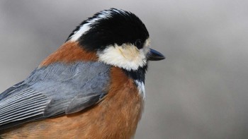 Varied Tit 松本市アルプス公園 Sat, 2/17/2024