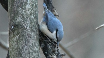 Eurasian Nuthatch 松本市アルプス公園 Sat, 2/17/2024