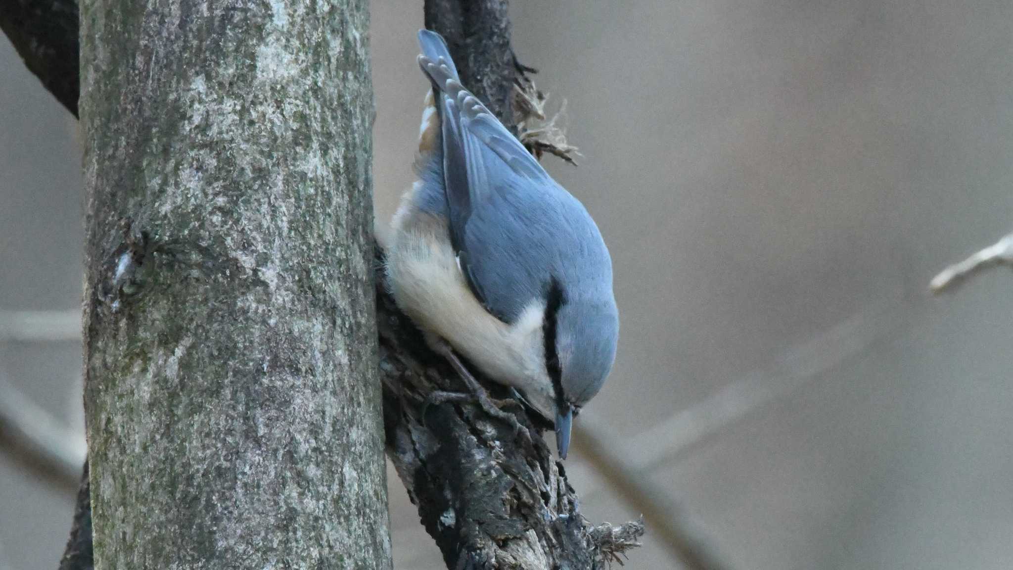 Eurasian Nuthatch