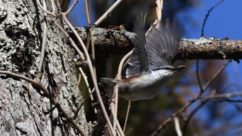 Eurasian Nuthatch 松本市アルプス公園 Sat, 2/17/2024