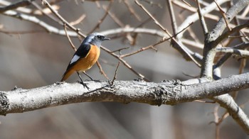 Daurian Redstart 松本市アルプス公園 Sat, 2/17/2024