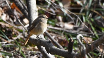 Daurian Redstart 松本市アルプス公園 Sat, 2/17/2024