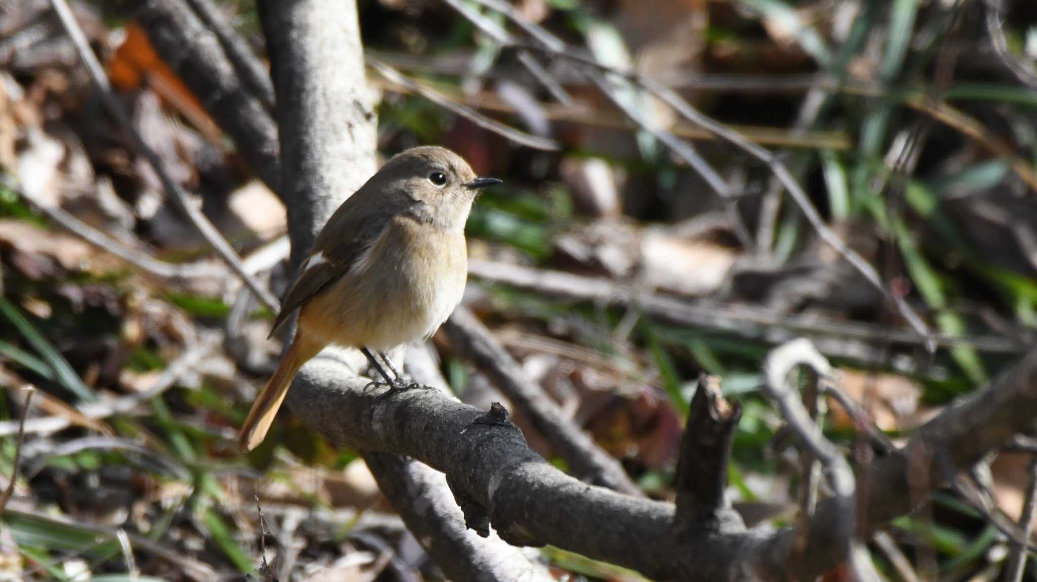 Daurian Redstart