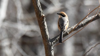 Bull-headed Shrike 松本市アルプス公園 Sat, 2/17/2024