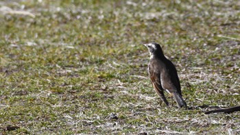 Dusky Thrush 松本市アルプス公園 Sat, 2/17/2024