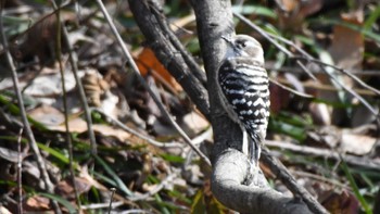 Japanese Pygmy Woodpecker 松本市アルプス公園 Sat, 2/17/2024