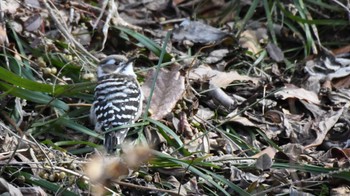 Japanese Pygmy Woodpecker 松本市アルプス公園 Sat, 2/17/2024