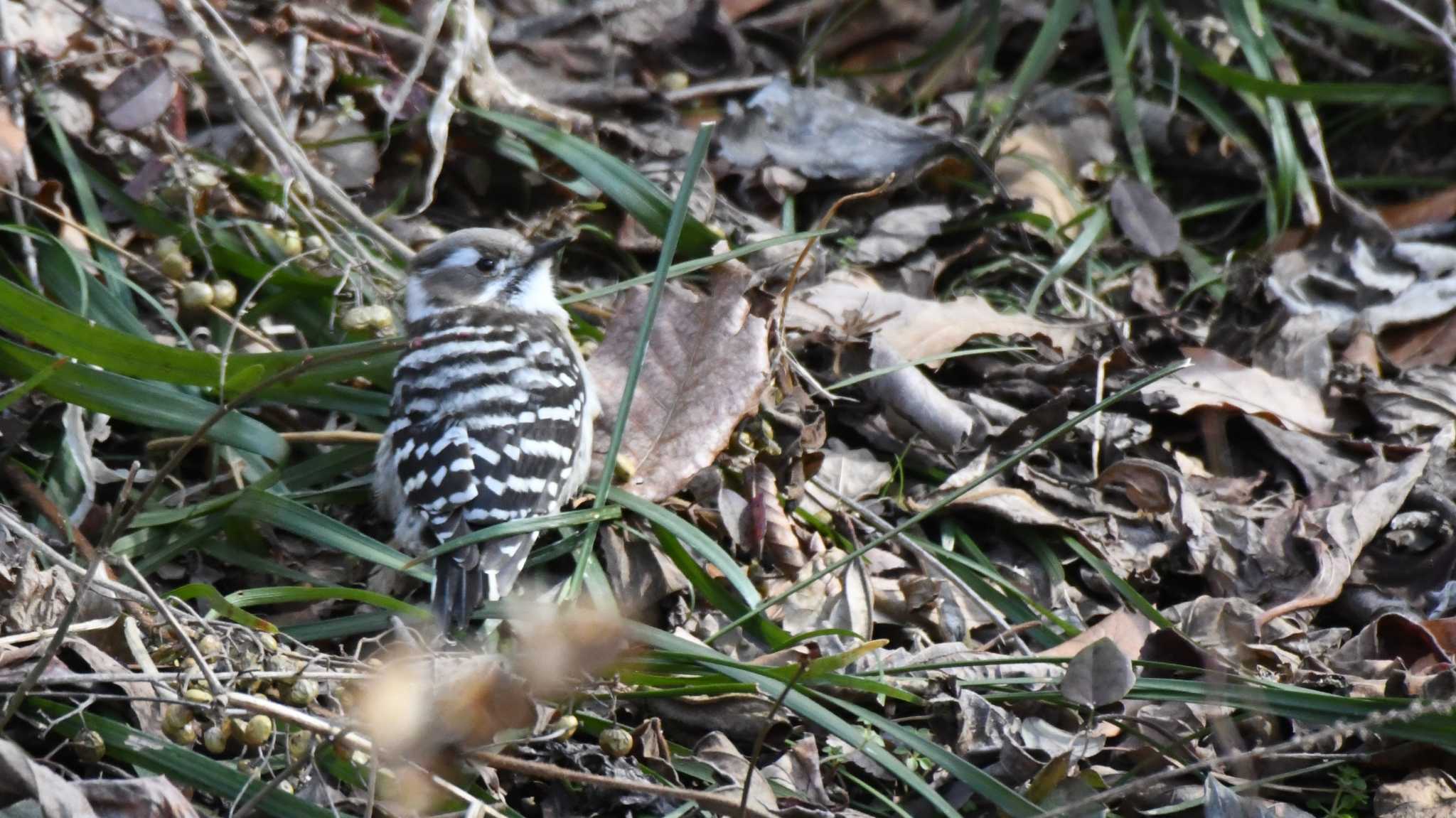 Japanese Pygmy Woodpecker