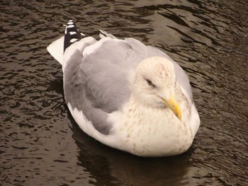 Vega Gull 境川(境橋付近) Sat, 2/17/2024