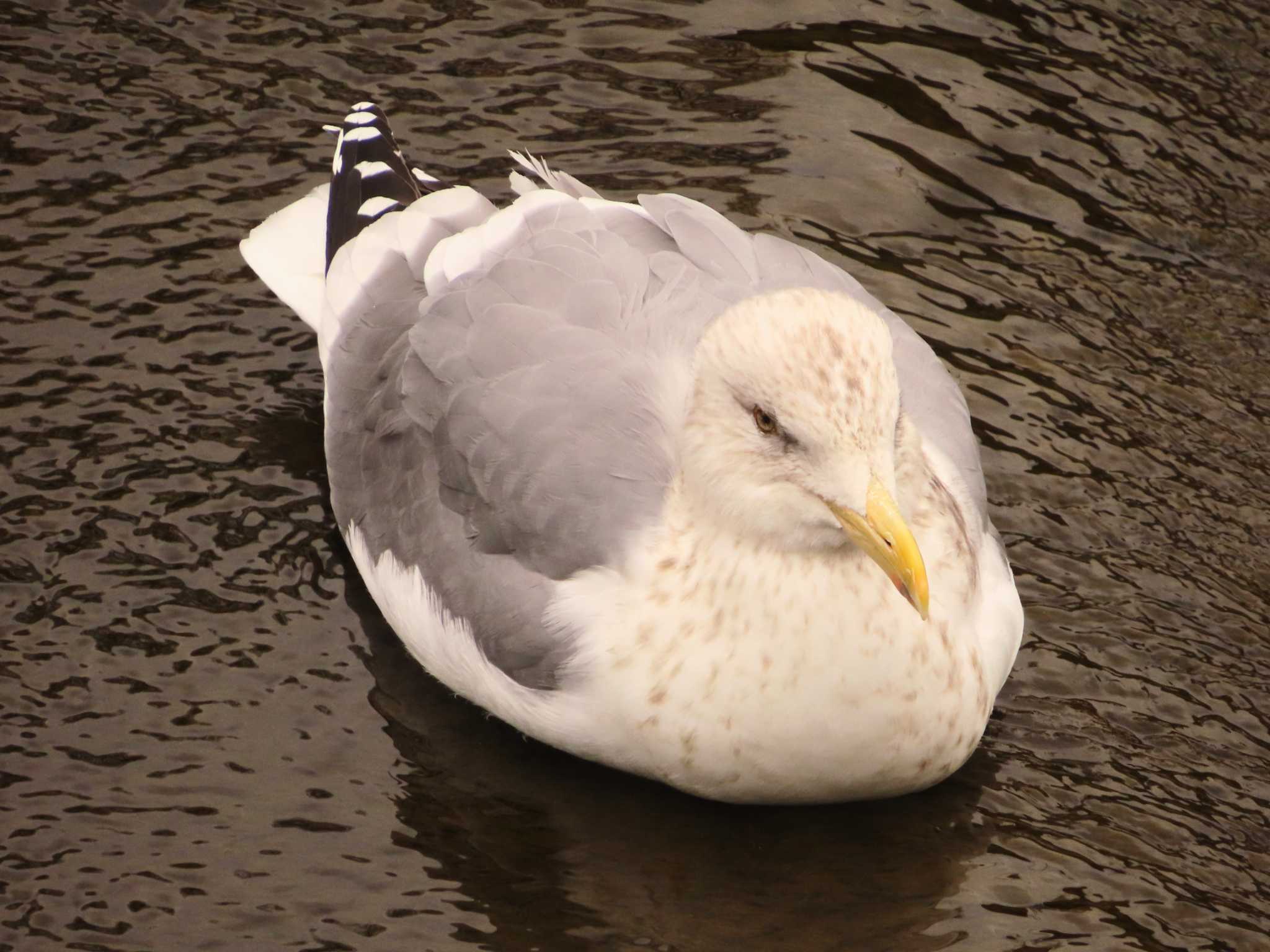 Photo of Vega Gull at 境川(境橋付近) by ゆ