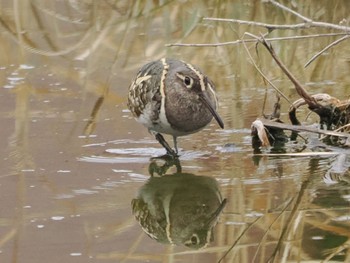 Greater Painted-snipe 平塚田んぼ Sat, 2/17/2024