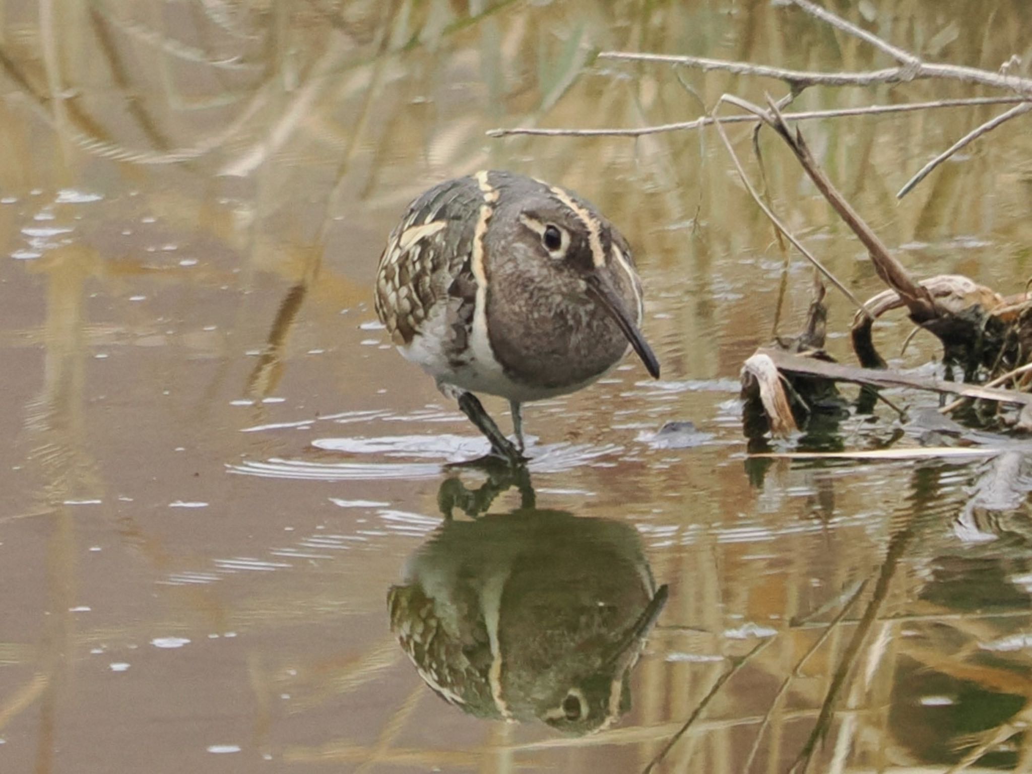 Greater Painted-snipe