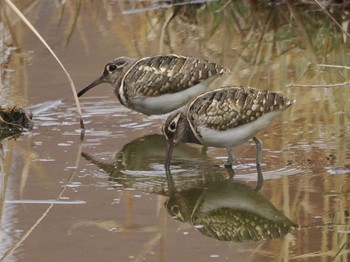 Greater Painted-snipe 平塚田んぼ Sat, 2/17/2024