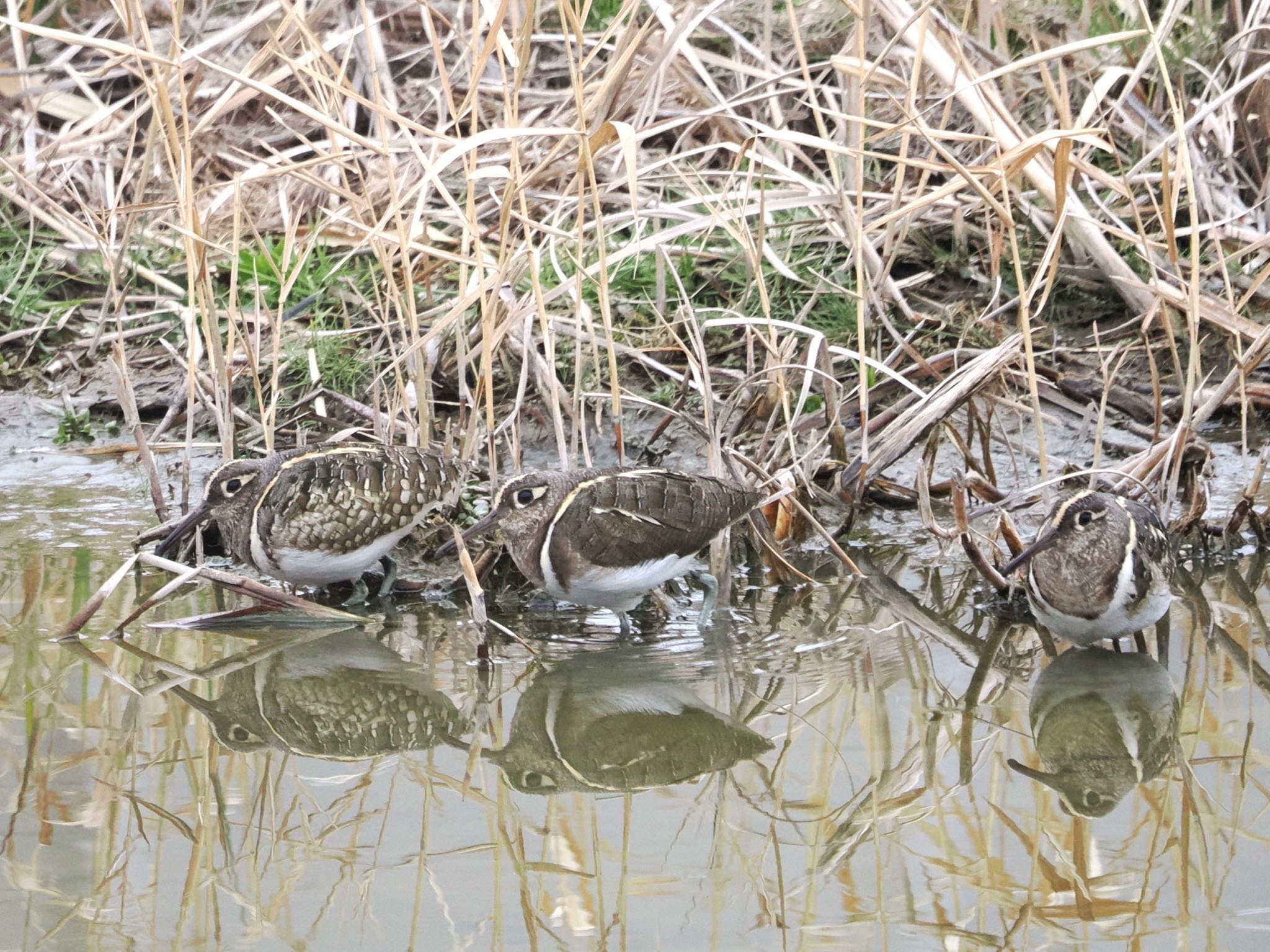 Photo of Greater Painted-snipe at 平塚田んぼ by ぽぽぽ