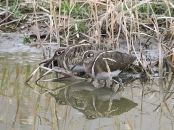 Sat, 2/17/2024 Birding report at 平塚田んぼ