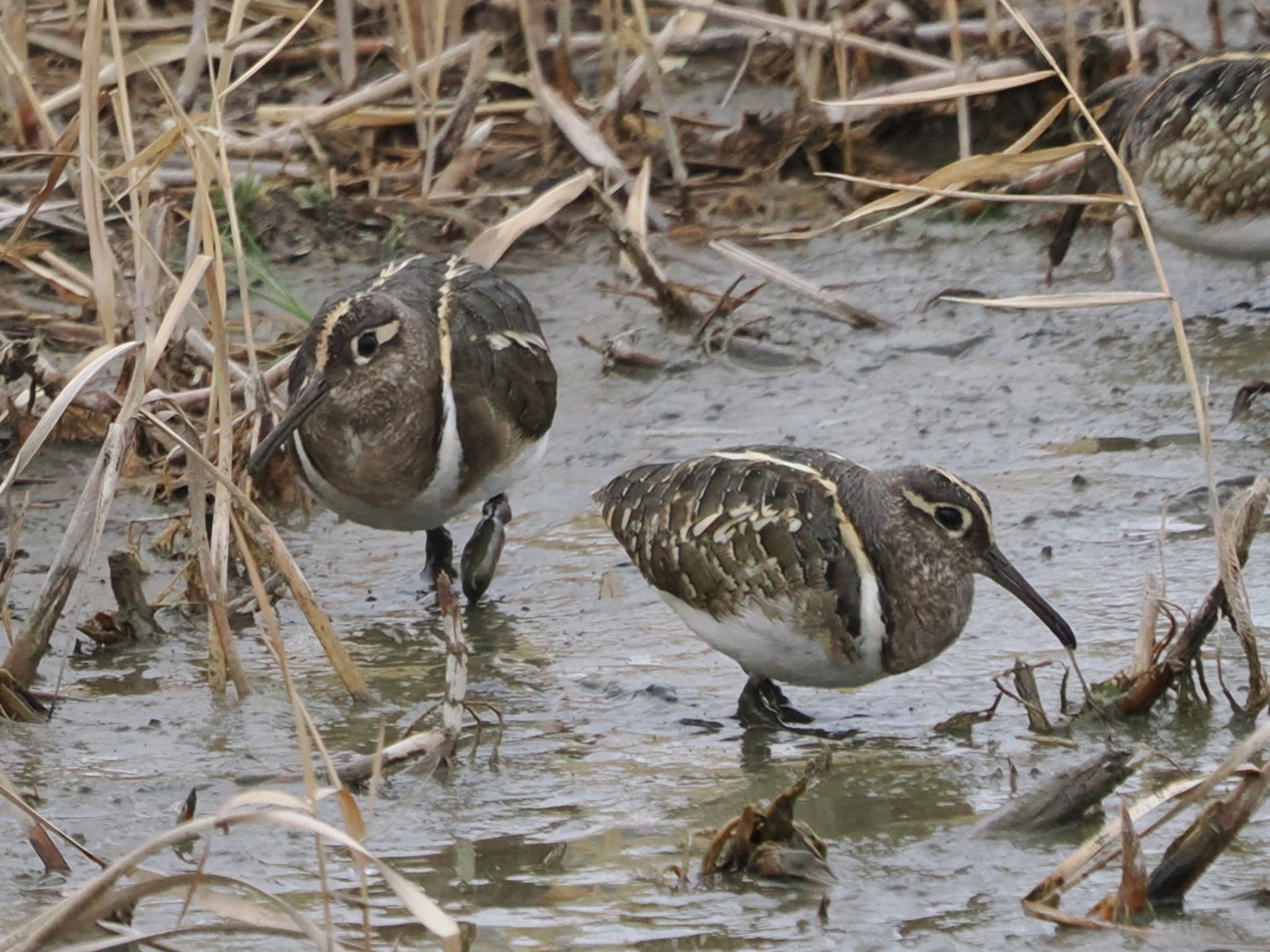 Photo of Greater Painted-snipe at 平塚田んぼ by ぽぽぽ