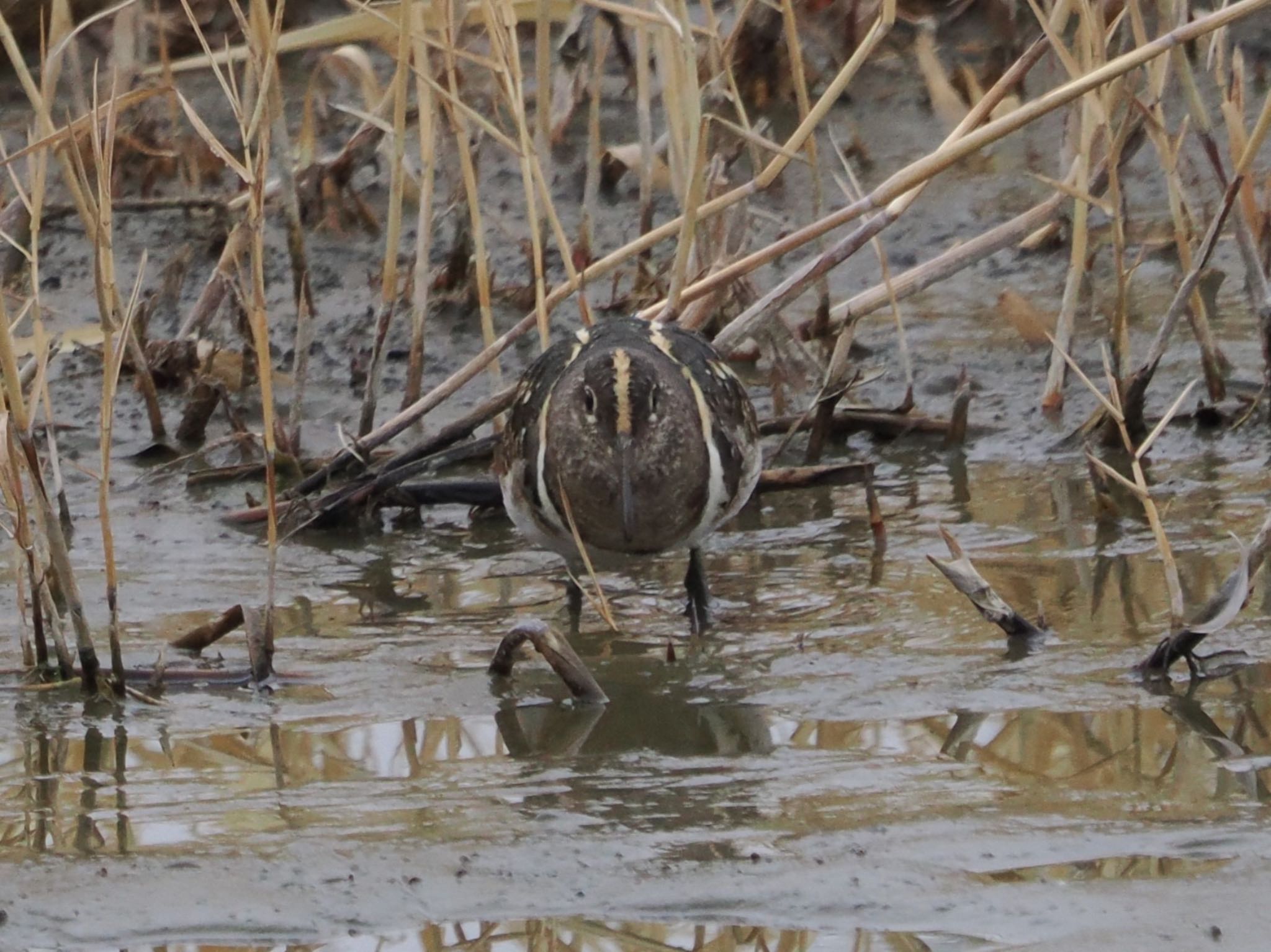 Photo of Greater Painted-snipe at 平塚田んぼ by ぽぽぽ